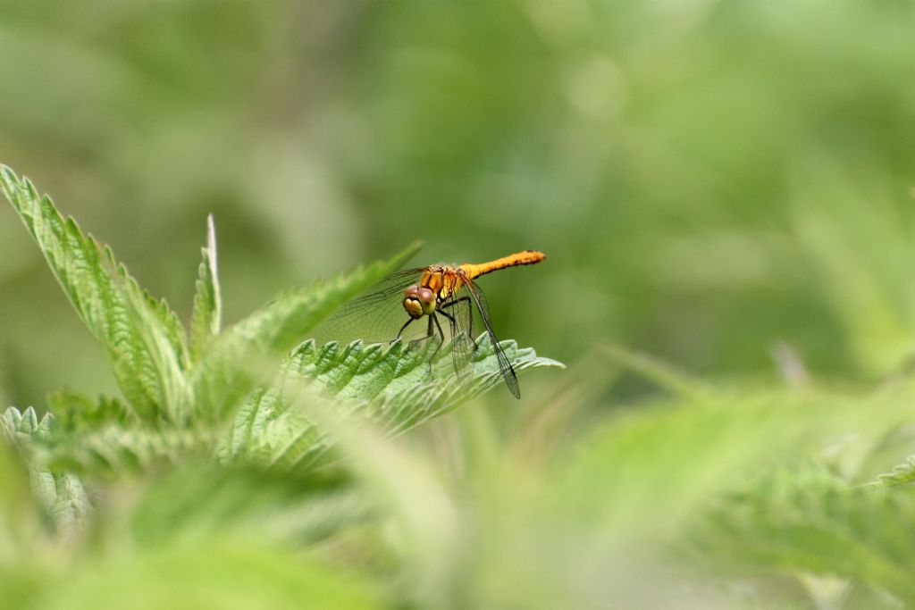 Orthetrum coerulescens? no, Sympetrum sanguineum